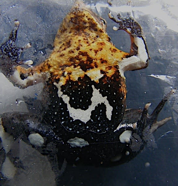 Darwin's frogs may be in trouble in Chile.