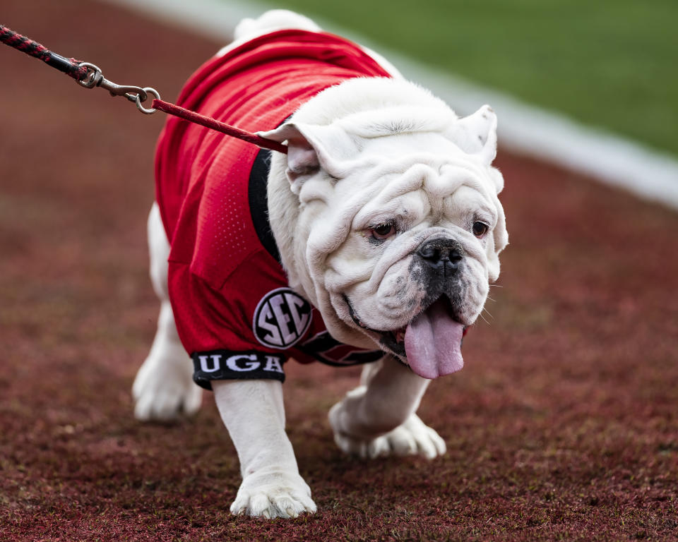 Uga X, otherwise known as Que, oversaw two national championships at Georgia and was the most decorated mascot in program history.