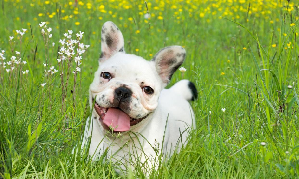 <span>New Hampshire pet owner Michelle Leininger is distantly related to this bulldog, according to the DNA test.</span><span>Photograph: Stefano Rossi/Alamy</span>
