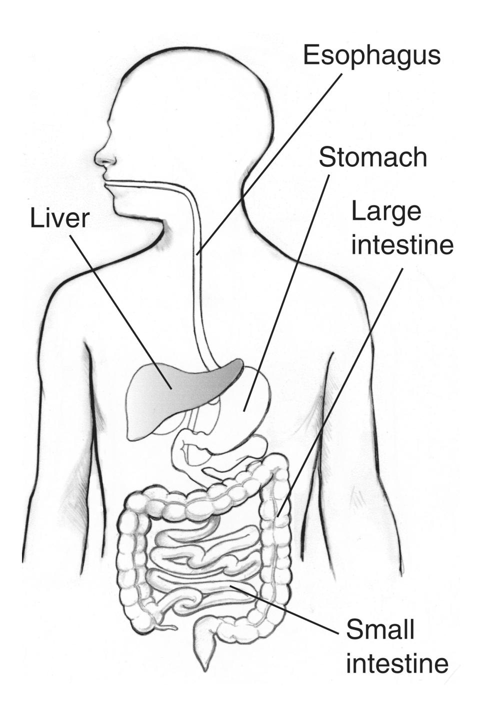 A drawing of the digestive tract, with the liver shaded. Hepatitis A is a liver disease.