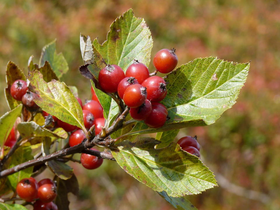 In this undated handout photo provided by International Union for Conservation of Nature, an endangered Sorbus sudetica, which is considered extinct in Poland, is seen in Czech Republic. An international conservation group is warning that more than half of the trees in Europe that exist nowhere else in the world are threatened with extinction. The International Union for the Conservation of Nature says in their latest assessment of Europe’s biodiversity that 58% of the 454 trees species native to the continent are threatened, and 15% are “critically endangered” - one step away from extinction. (Alena Jirova/IUCN via AP)