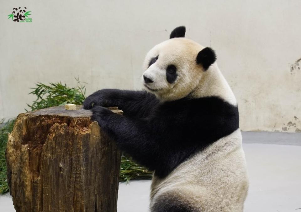 動物園封園大貓熊「筍照吃、覺照睡」！團團見保育員戴面罩看傻眼