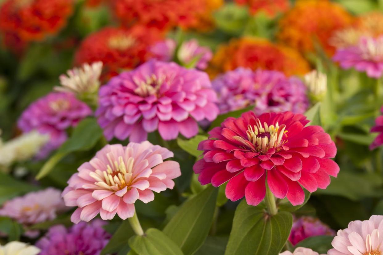 summer flowers like zinnias