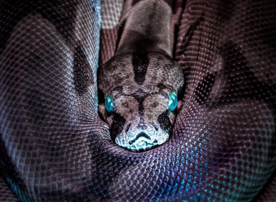 Ao todo, as cobras matam 50 mil pessoas no ano (Imagem: Jan Kopřiva/Unsplash)