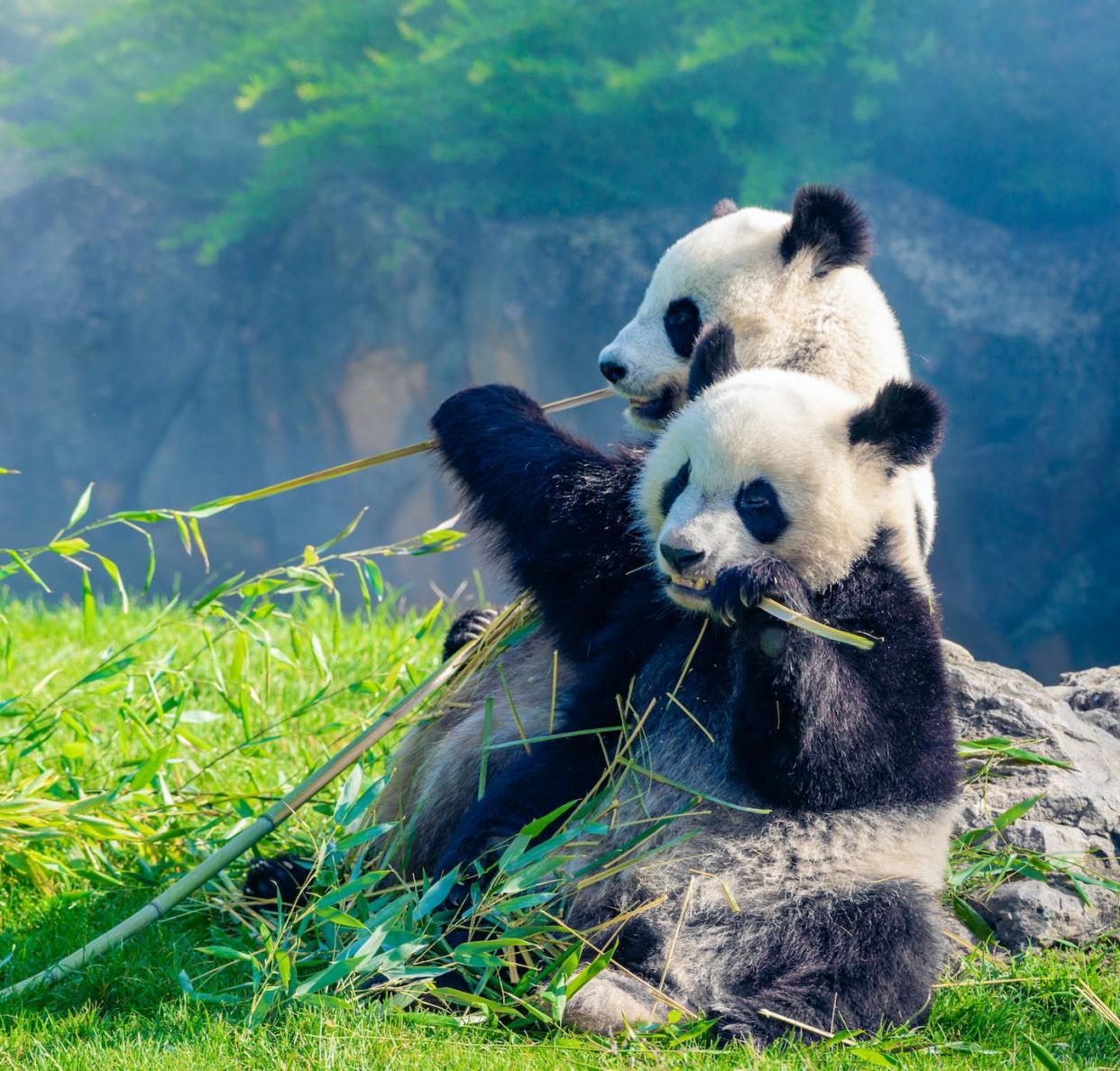 <a href="https://www.shutterstock.com/image-photo/mother-panda-her-baby-snuggling-eating-1839520114" rel="nofollow noopener" target="_blank" data-ylk="slk:Daniel X D/Shutterstock;elm:context_link;itc:0;sec:content-canvas" class="link ">Daniel X D/Shutterstock</a>