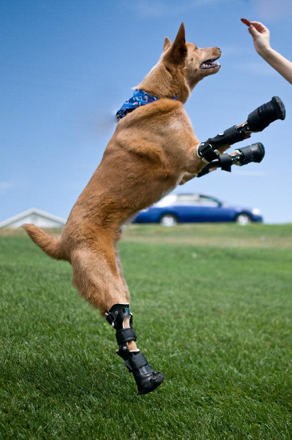 In this August 26, 2011 photo provided by OrthoPets, shows Naki’o, a red heeler mix breed, the first dog to receive four prosthetic limbs at Denver, Colo. Naki’o was found in the cellar of a Nebraska foreclosed home with all four legs and its tail frozen in puddles of water-turned-ice. What frostbite didn’t do, a surgeon did, amputating all four legs and giving him four prosthetics. (AP Photo/OrthoPets, Lindsey Mladivinich)