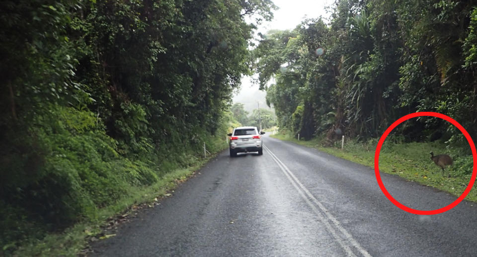 A cassowary can be seen on the side of a road in Queensland.