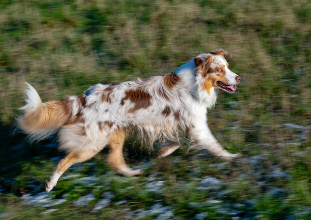 Australian Shepherd Lifespan: How Long Do Australian Shepherds Live? - A-Z  Animals