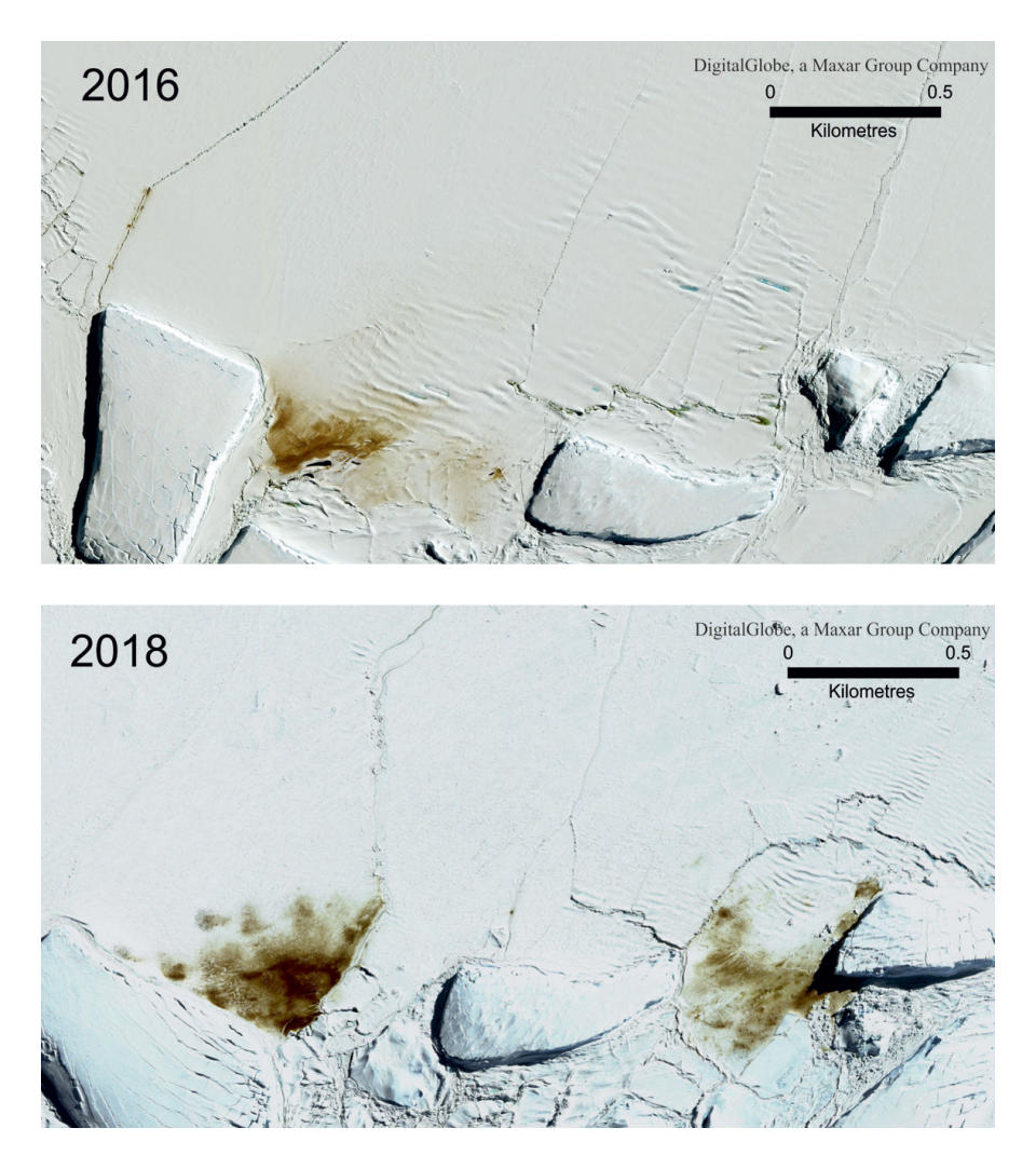 This combination of satellite photos provided by Maxar Technologies via the British Antarctic Survey shows the site of the Dawson Lambton emperor penguin colony in 2016 and 2018. A study released on Wednesday, April 24, 2019 finds that since 2016 there are almost no births at Halley Bay, the second biggest breeding ground for emperor penguins. Numbers are booming nearby, but it doesn’t make up for the losses at Halley Bay. (Maxar Technologies/British Antarctic Survey via AP) Satellite Images ©2019 Maxar Technologies