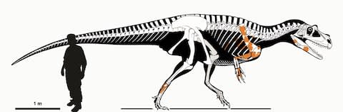 A skeletal reconstruction of Saltriovenator zanellai, which was around 25ft long and weighed a tonne - Credit: Marco Auditore/SWNS