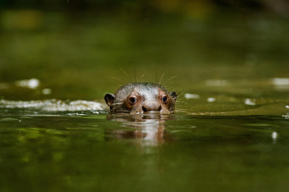 Otter swims through Napo River during light rain storm.