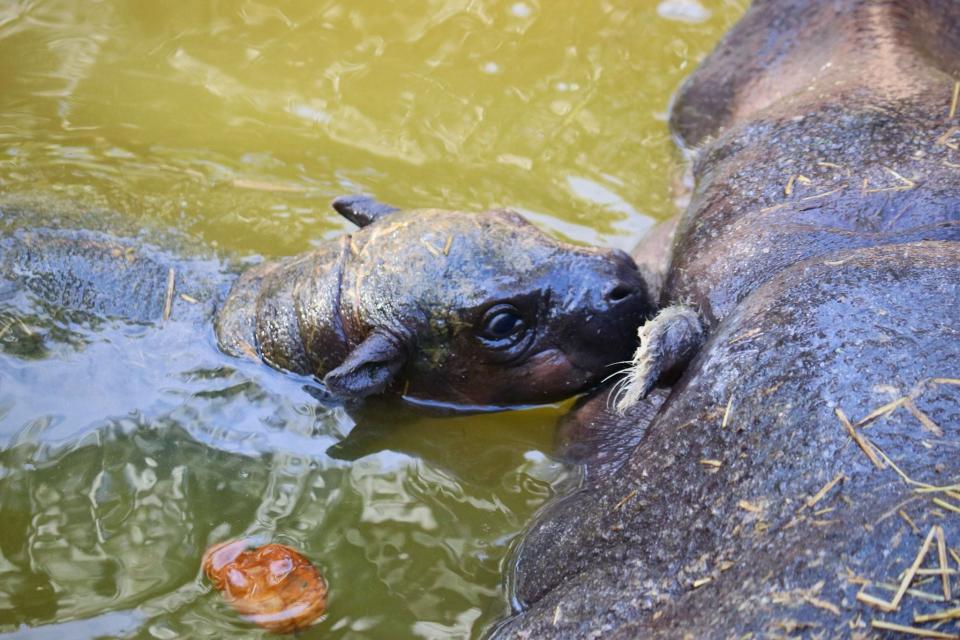 ZooTampa at Lowry Park is celebrating the birth of rare and endangered pygmy hippopotamus.