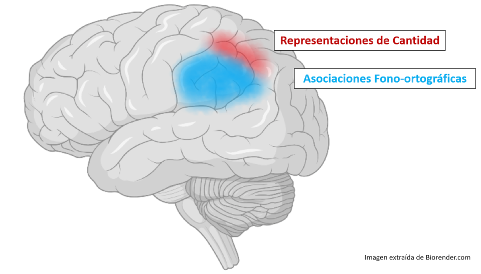 Áreas cerebrales relevantes en la dislexia (azul) y discalculia (rojo).