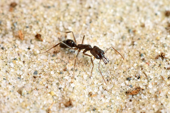 The trap jaw ant (Odontomachus Brunneus) uses its powerful jaws to capture prey and flee from predators.