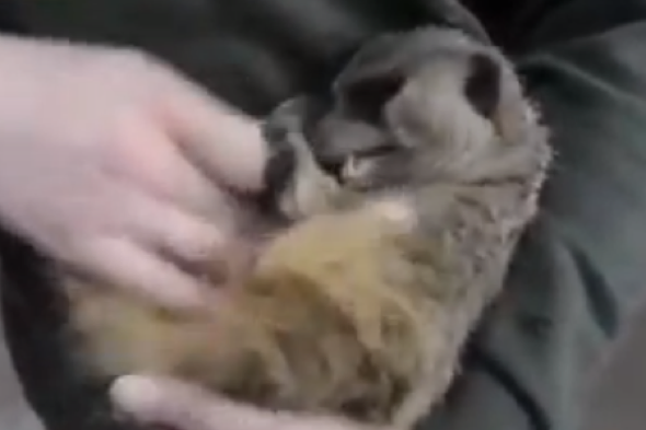 meerkat-giggles-tummy-tickled-video