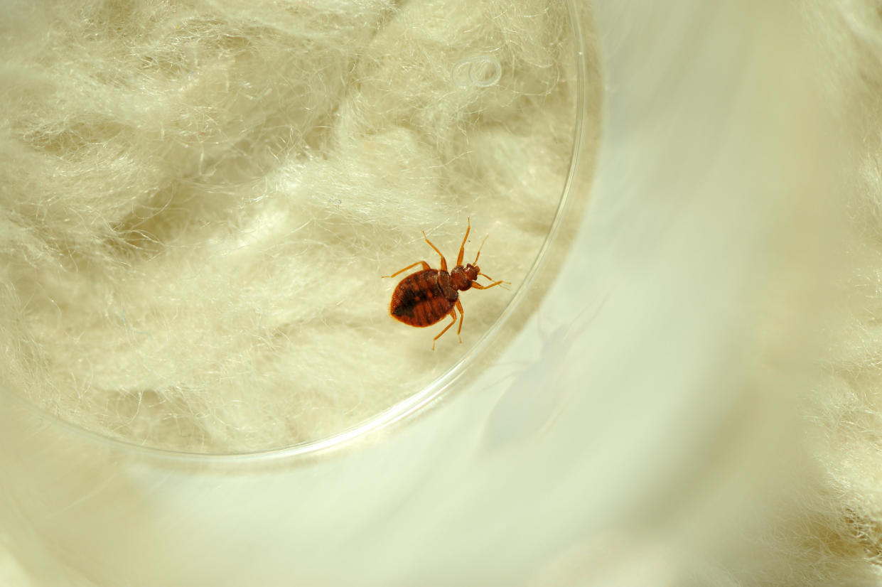 File photo of a bedbug / Credit: / Getty Images