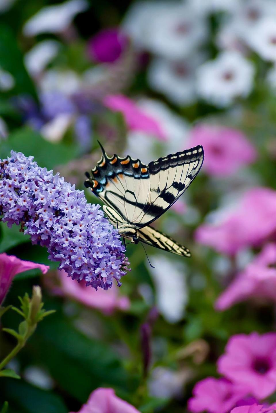 This Eastern Tiger Swallowtail visits a Pugster Amethyst buddleia that is surrounded by Supertunia Vista petunias.