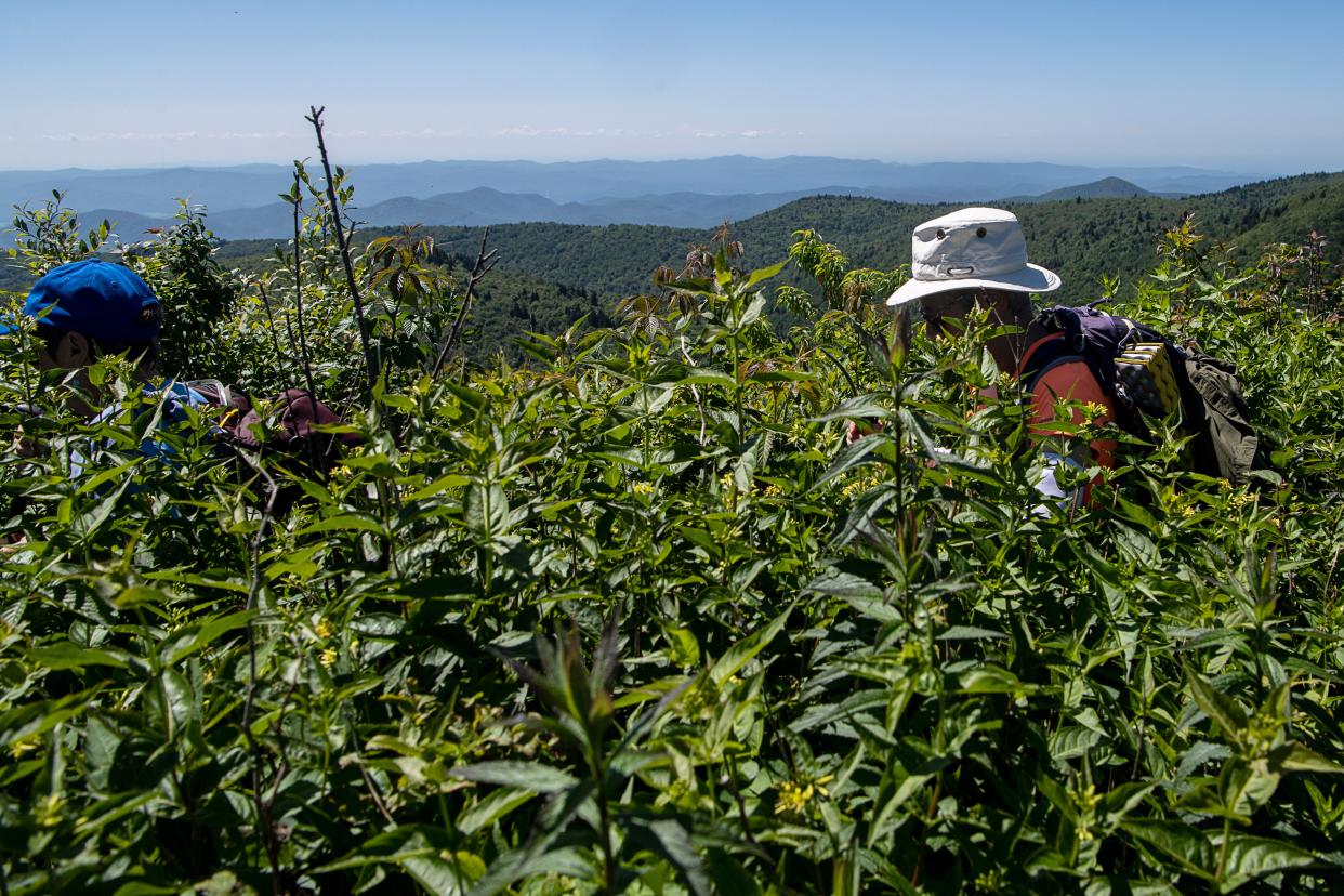 The Carolina Mountain Club celebrated 100 years by hiking to Tennent Mountain in Pisgah National Forest July 12. The summit is named for the club's first president, Gaillard Tennent.