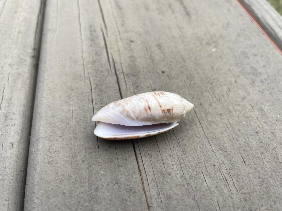 A lettered olive seashell, which is the South Carolina state shell. The shell pictured was found along Hilton Head Island, SC. 