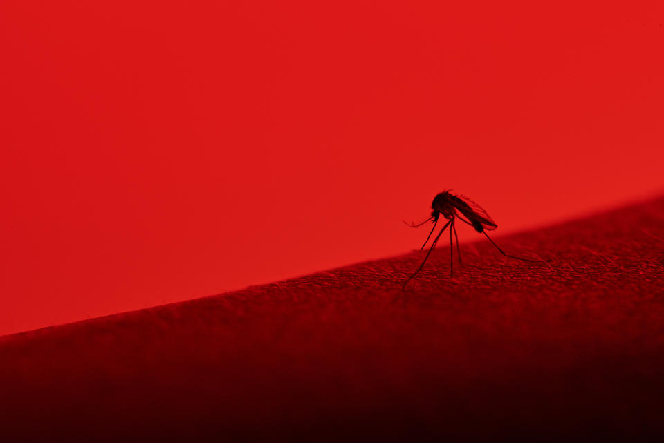 Independientemente de nuestro tono de piel, todos emitimos una fuerte señal roja, y este color resulta muy atractivo para los mosquitos, según experimento de la Universidad de Washington.  (Getty Creativo)