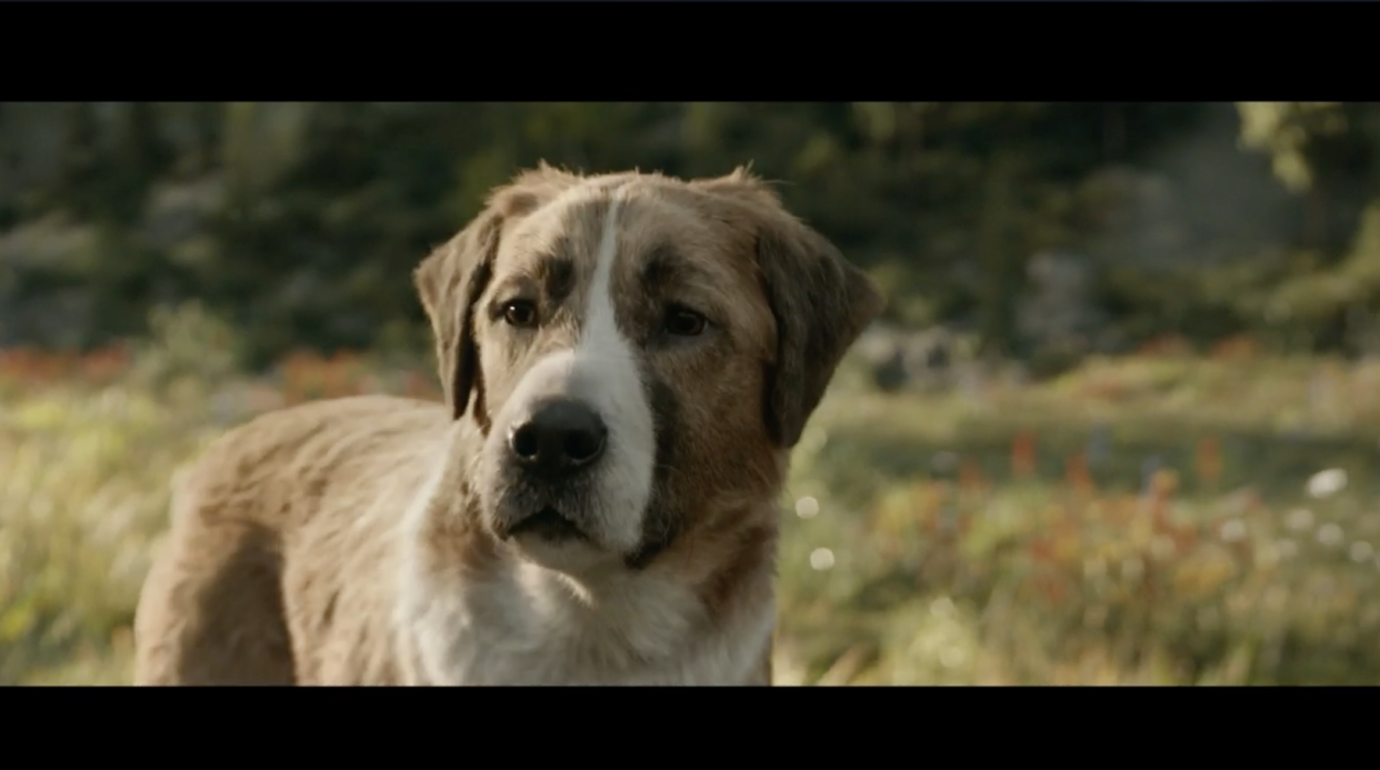 Ce dimanche 1er janvier, sur TF1, le film L'Appel de la forêt a particulièrement ému les internautes.