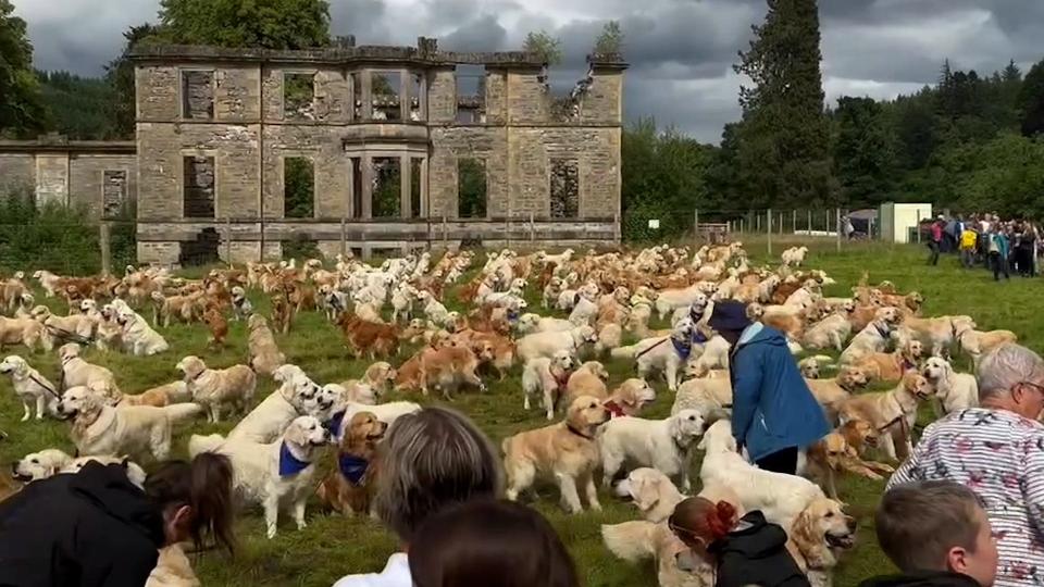 Hundreds of golden retrievers gather at the Scottish Highlands to celebrate the breed's 155th anniversary.