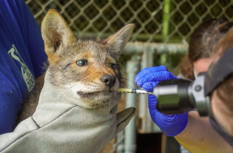 Saluda, the red wolf pup born at Roger Williams Park Zoo, had her first routine medical exam this week and associate veterinarian Dr. Jessica Lovstad gave her a "clean bill of health," the zoo said on social media.