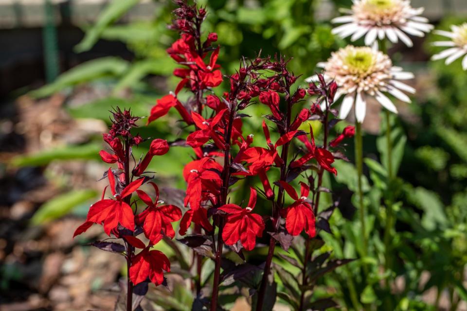 Red Cardinal Flower (Lobelia cardinalis) with green foliage in the background.