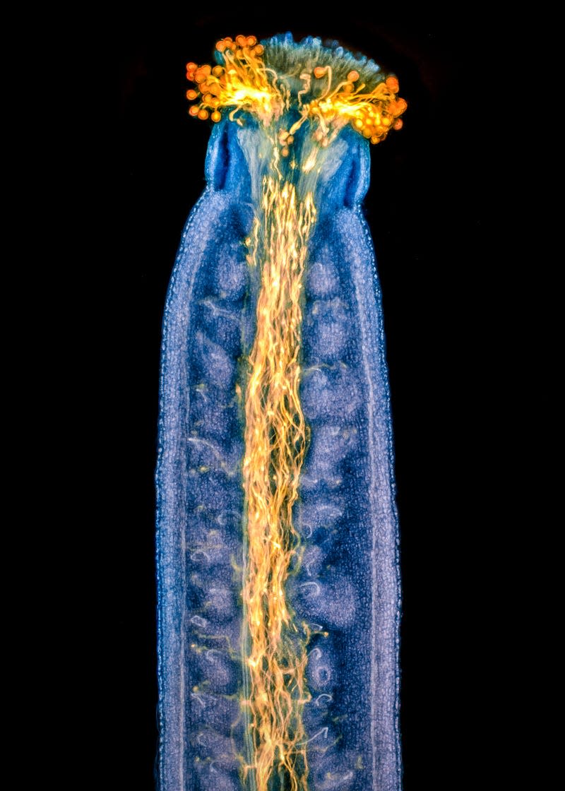 Pollen tubes in a Thale cress' pistil.