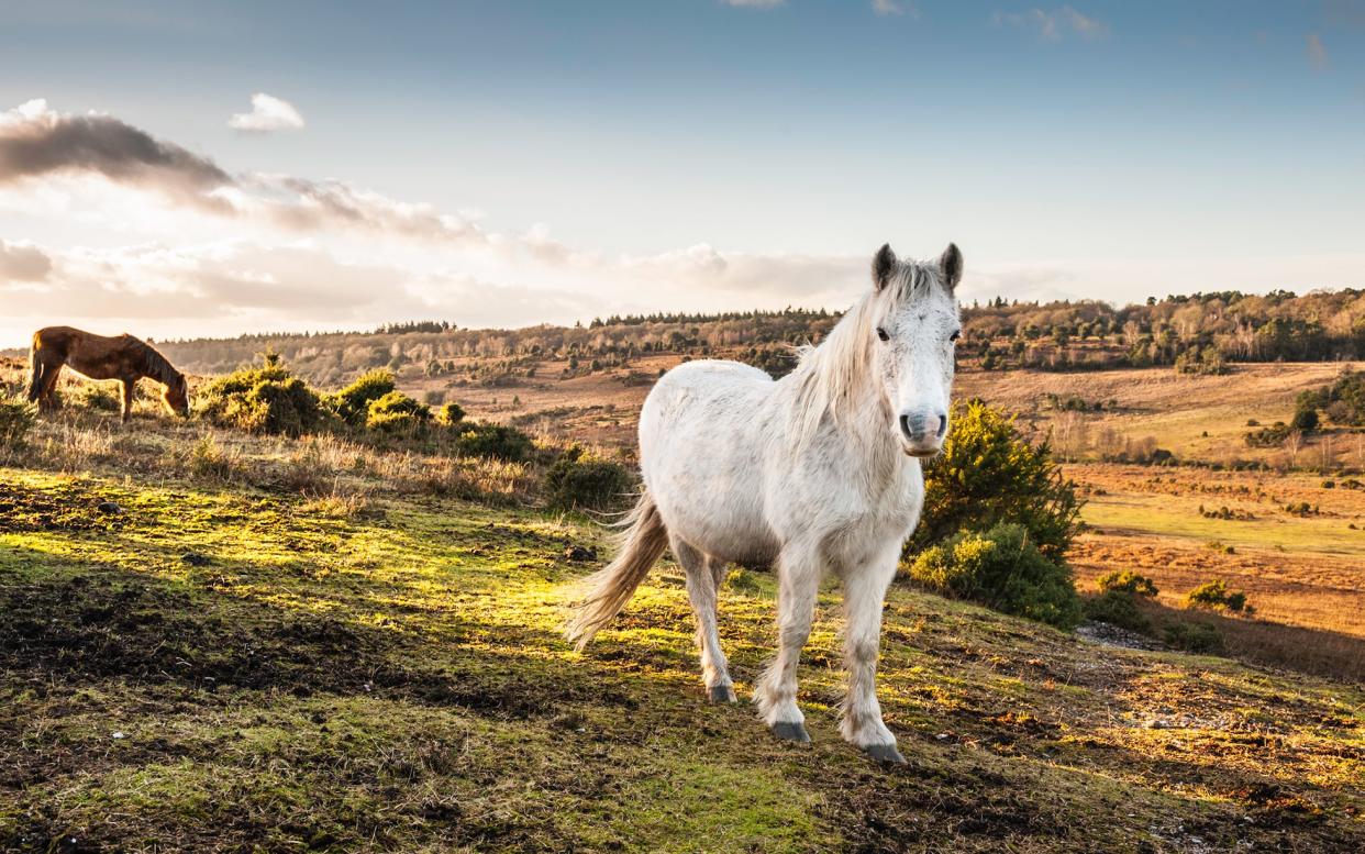 The New Forest has wild ponies – and so much more - ProjectB