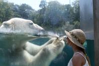 <p>A woman looks through the glass of the enclosure of a Polar bear as he cools off in the water at the zoo in Mulhouse, France on Aug. 3, 2018, as parts of Europe continue to swelter in an ongoing heatwave. (Photo: Sdbastien Bozon/AFP/Getty Images) </p>