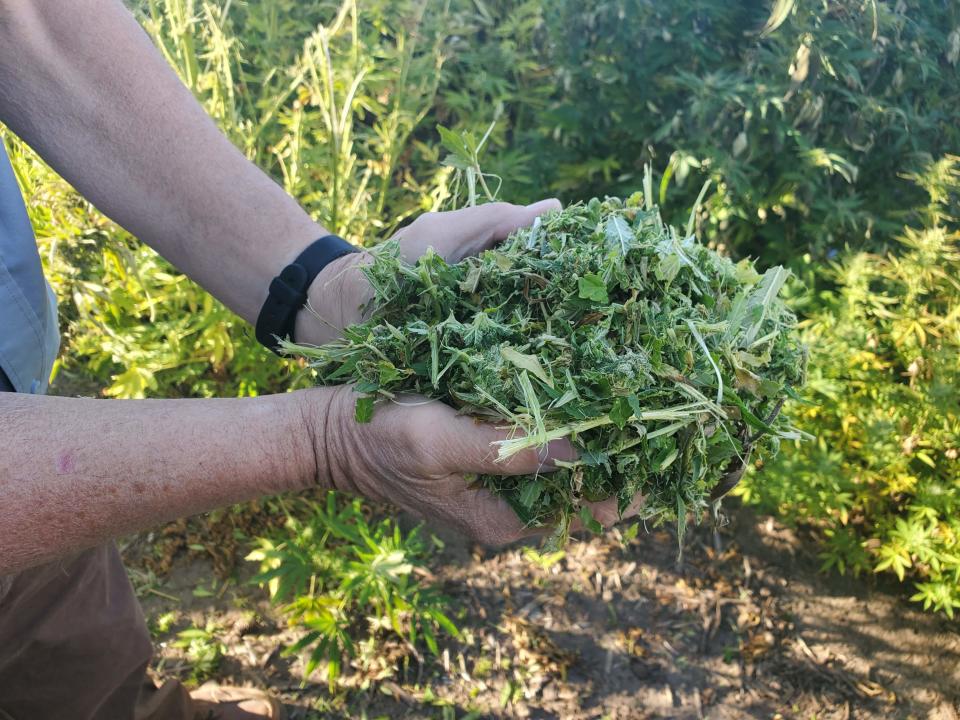 Hemp grower Greg Nicholas of Clear Lake, Iowa, says "It was fun learning about a new crop."