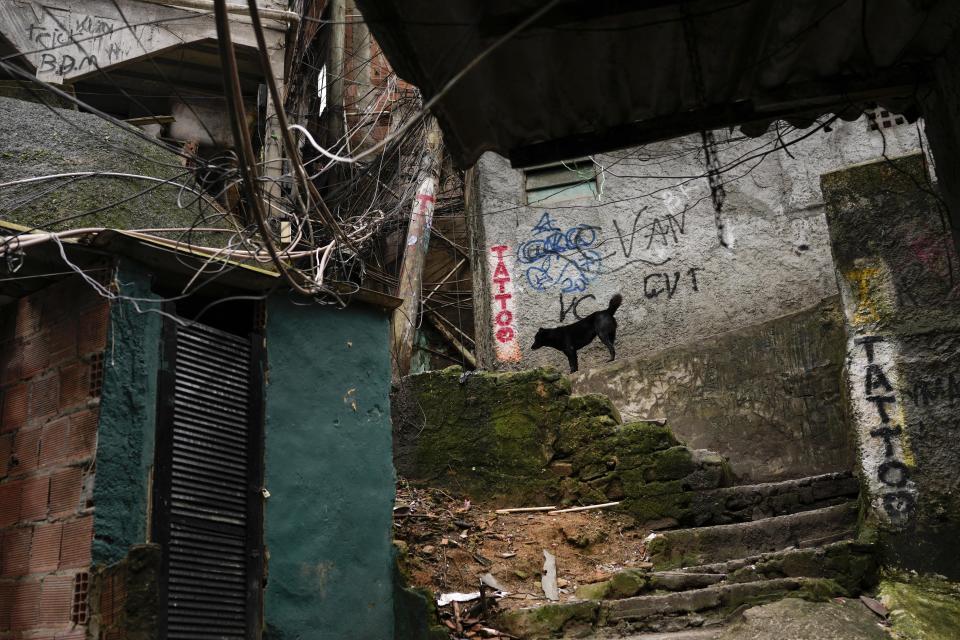 A dog stands in an alleyway of the Rocinha favela in Rio de Janeiro, Brazil, Friday, Sept. 30, 2022. Brazil's general elections are scheduled for Oct. 2. (AP Photo/Matias Delacroix)