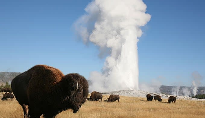 Bison Herd at Old Faithful