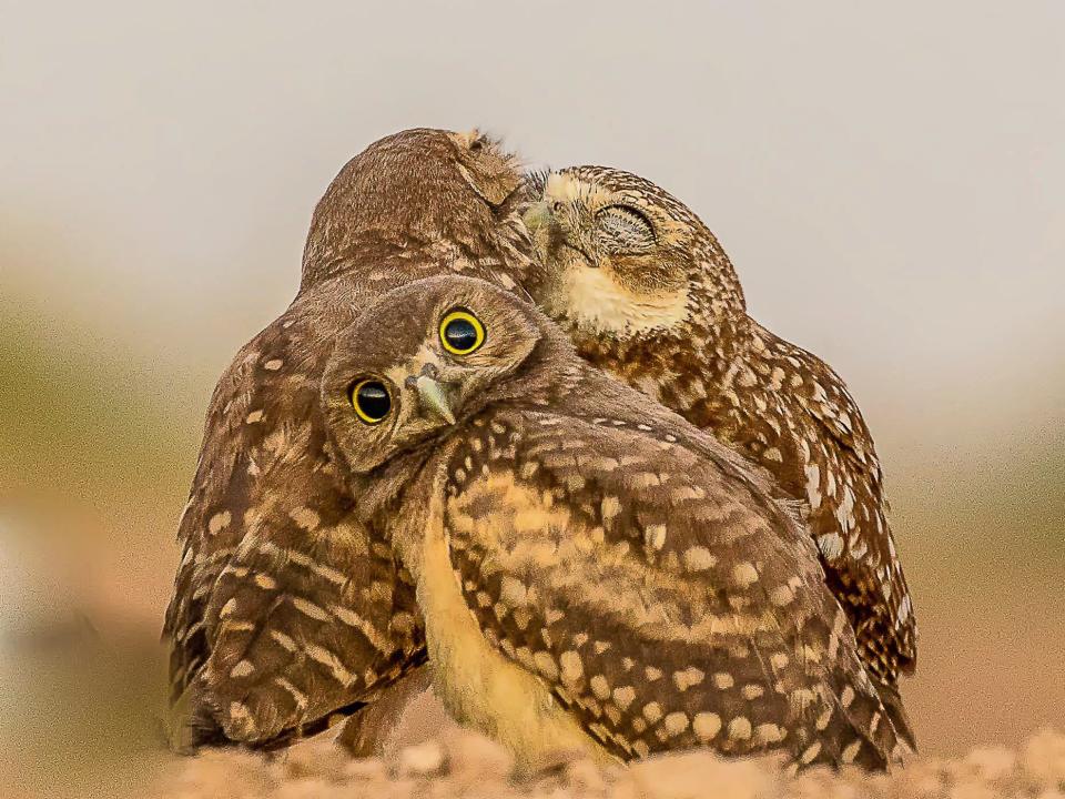comedy wildlife owls