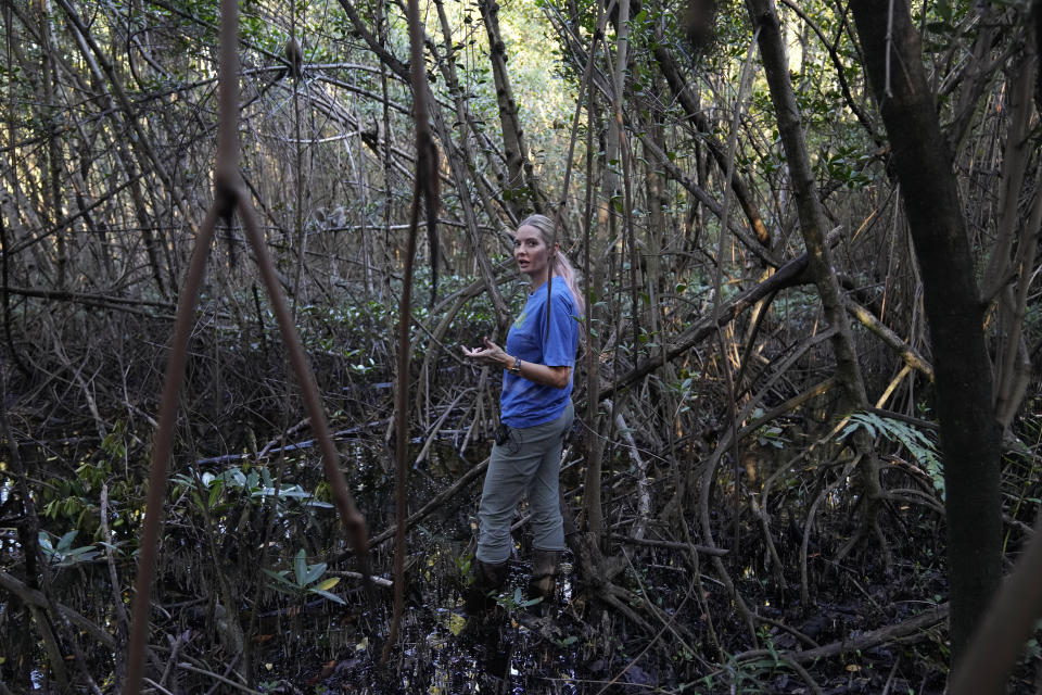 Deborah "Missy" Williams, a Lynn University science professor who has been studying the vervet monkey troops near Fort Lauderdale-Hollywood International Airport since 2014, points out members of the colony which live in a mangrove preserve alongside the Park 'N Fly lot, Tuesday, March 1, 2022, in Dania Beach, Fla. For 70 years, the group of non-native monkeys has made their home next to the South Florida airport, delighting visitors and becoming local celebrities. (AP Photo/Rebecca Blackwell)