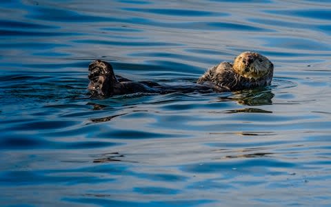 Sea otter in the Inside Passage - Credit: iStock