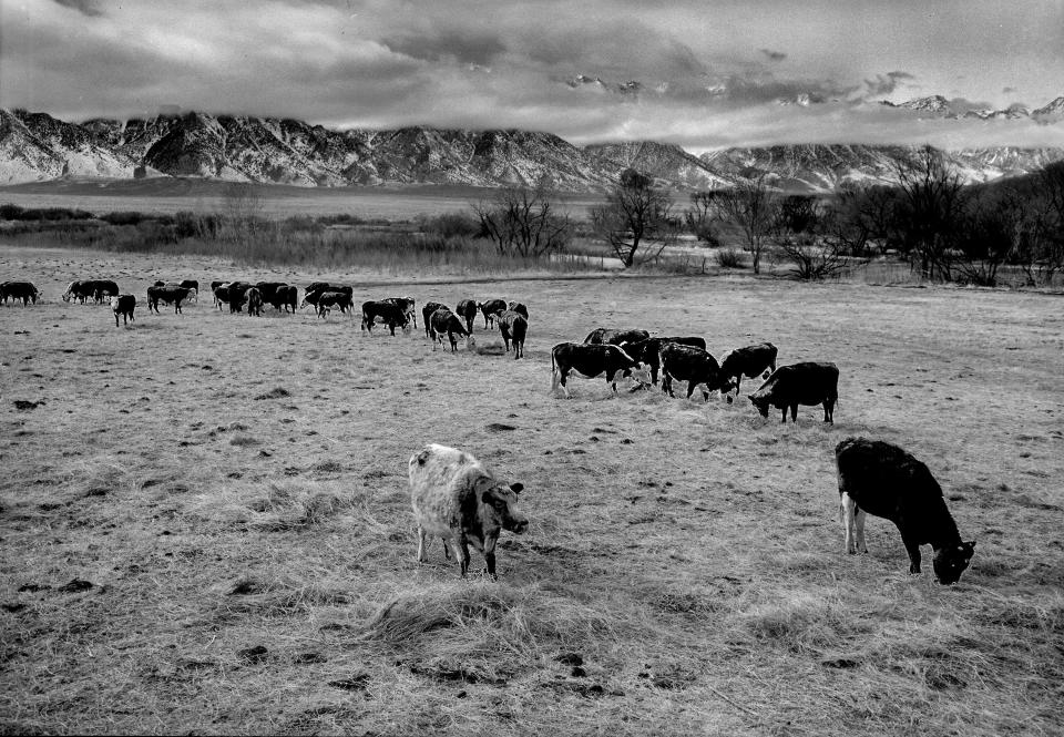 Cattle graze in a field with mountains in the background. in the South Farm, at the Manzanar Relocation Center, Inyo County, California. Photograph by Ansel Adams, 1943.