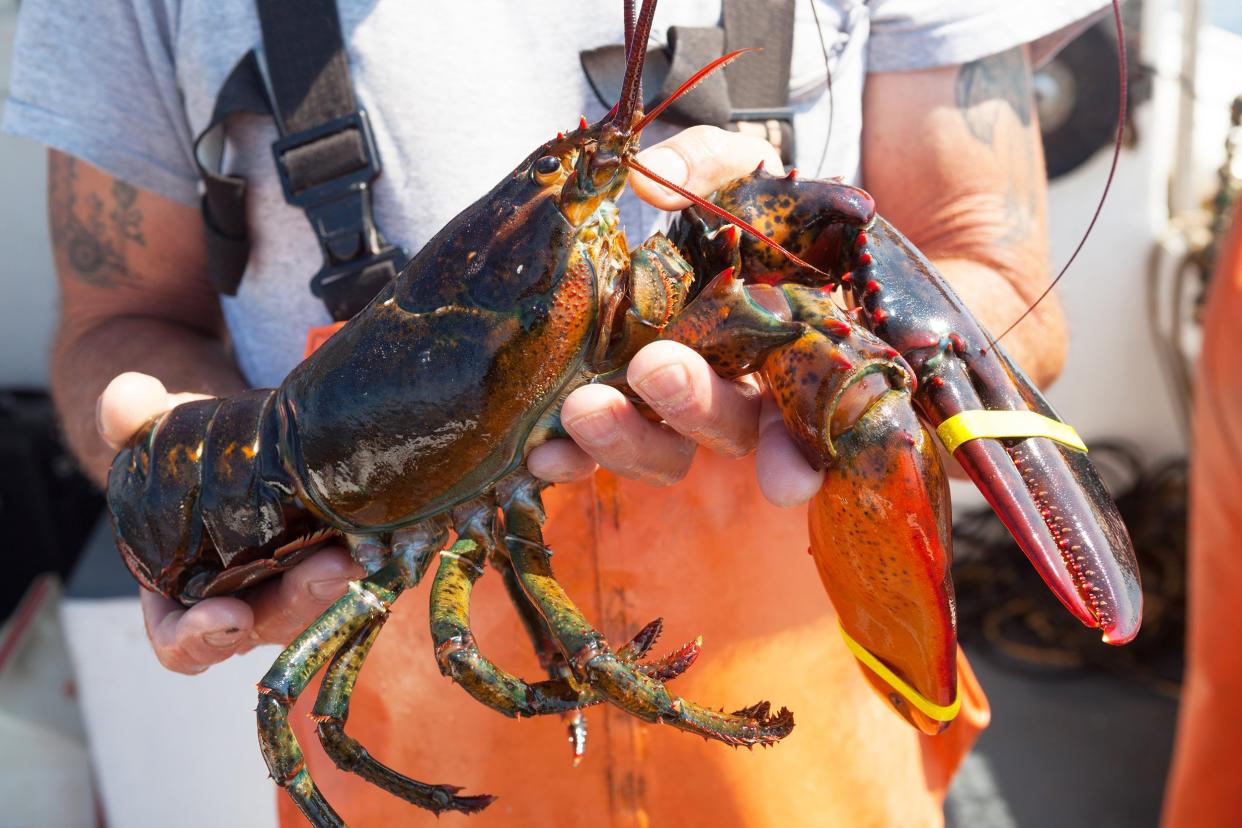 close up of large yellow banded lobster being held in Maine