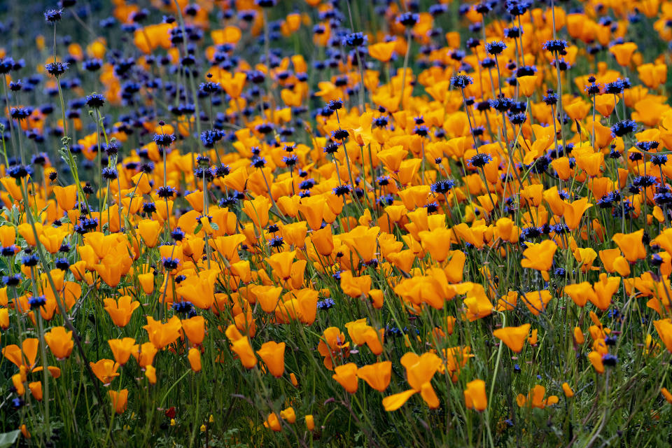 The super bloom fills the hillsides with orange and purple color along Walker Canyon Road in Lake Elsinore, California.&nbsp;