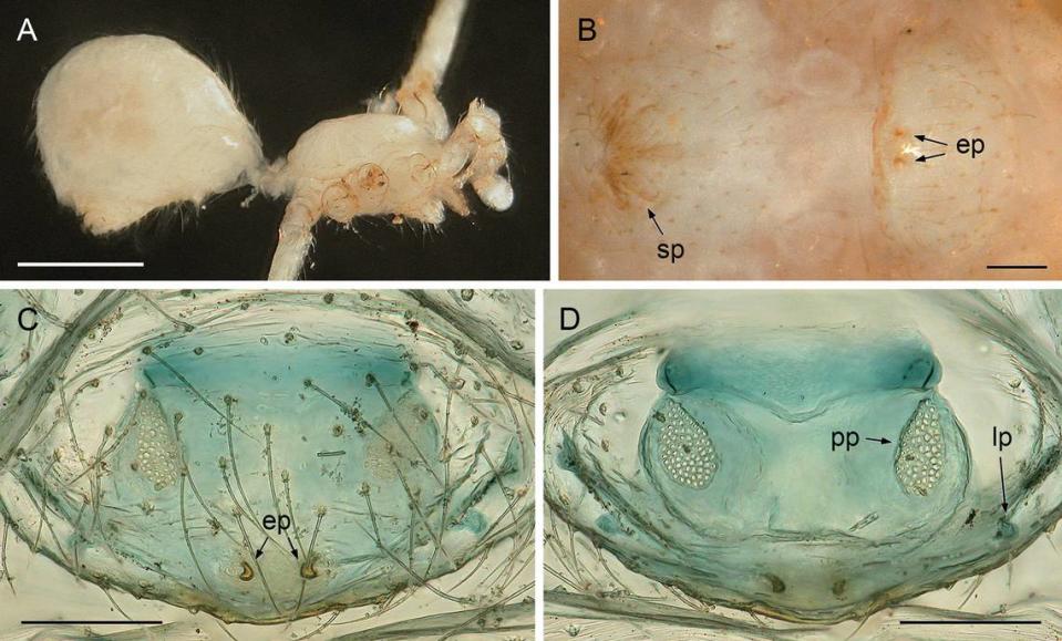 Belisana coblynau was named after a mythical creature, researchers said.