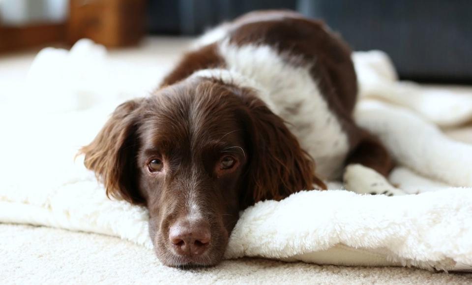 English Springer Spaniel