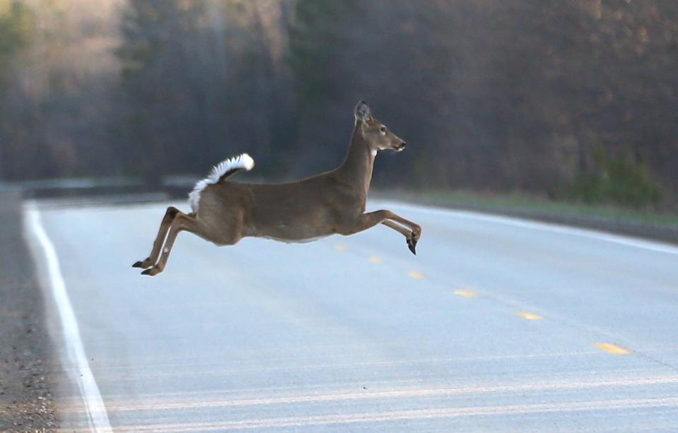 This May 6, 2015 file photo shows a deer runs across a road in Kinross Charter Township, Mich.