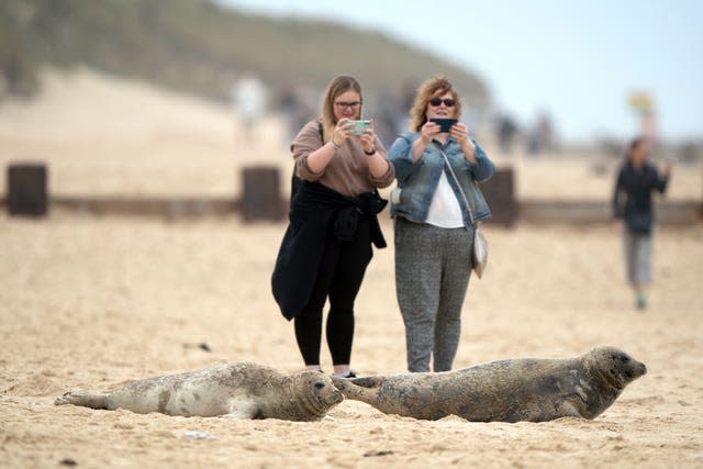 Seals at Horsey Gap