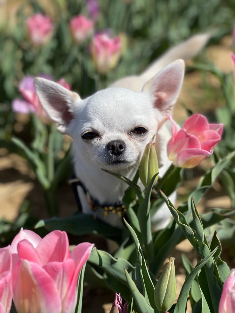 Knox likes kisses and treats, his owner said. Courtesy of Jen Floyd