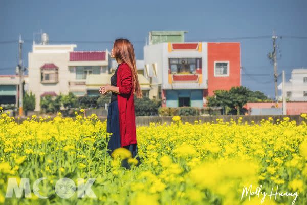 雲林西螺埤頭繪本公園旁油菜花田 (圖片提供／molly888666)