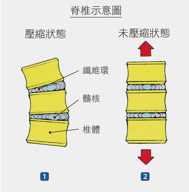 脊椎示意圖2