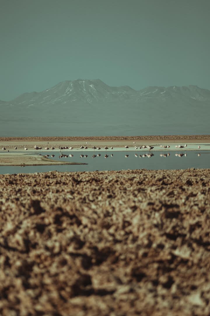 Al borde de la Laguna Chaxa hay flamencos que se alimentan de los microorganismos que hay en el agua