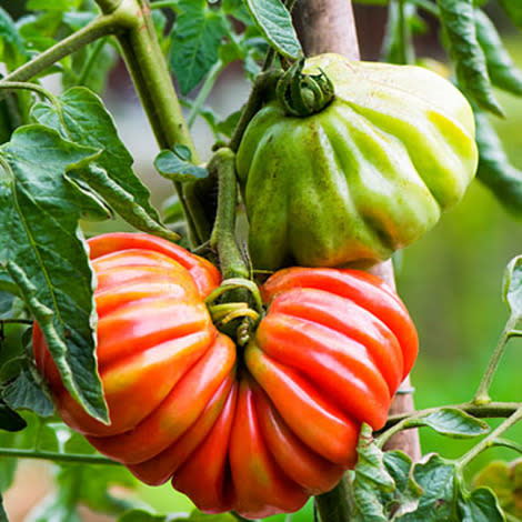 'Pink Accordion' tomato