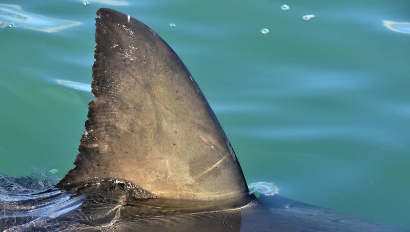 A new video of a great white shark has scientists puzzled.